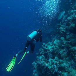 帕劳潜水体验