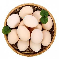 限地区：晋龙 鲜鸡蛋 六无蛋 16枚