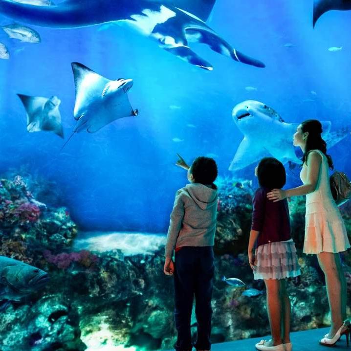 新加坡S.E.A海洋馆 成人门票