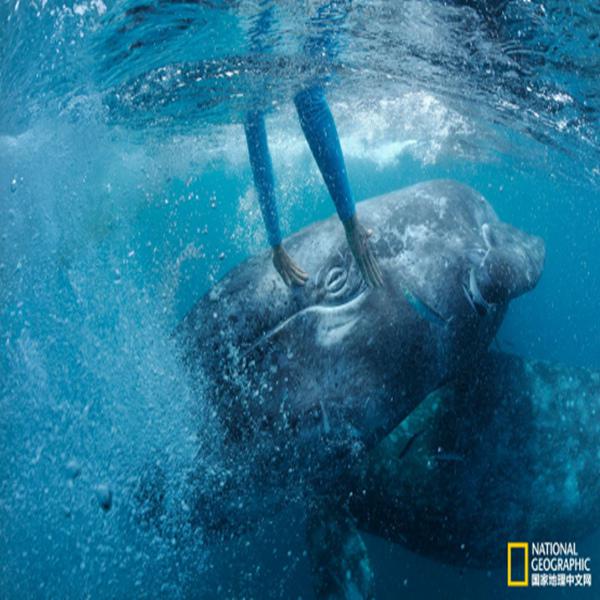 圣伊格纳西奥水域，一对灰鲸母子在与人类互动