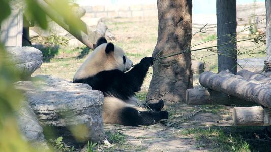 上海野生动物园 成人门票