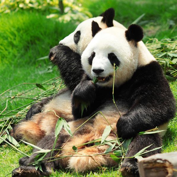 上海-成都+都江堰+成都大熊猫繁育研究基地5天4晚