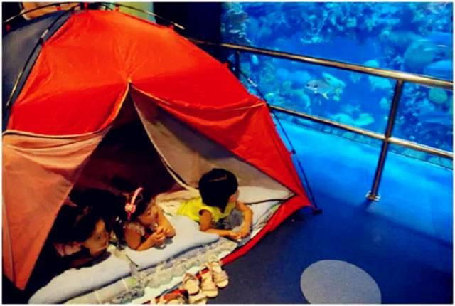 北京海洋馆 夜宿 帐篷营套餐（1晚住宿+1次早、晚餐+馆内多种活动+脸部彩绘等）