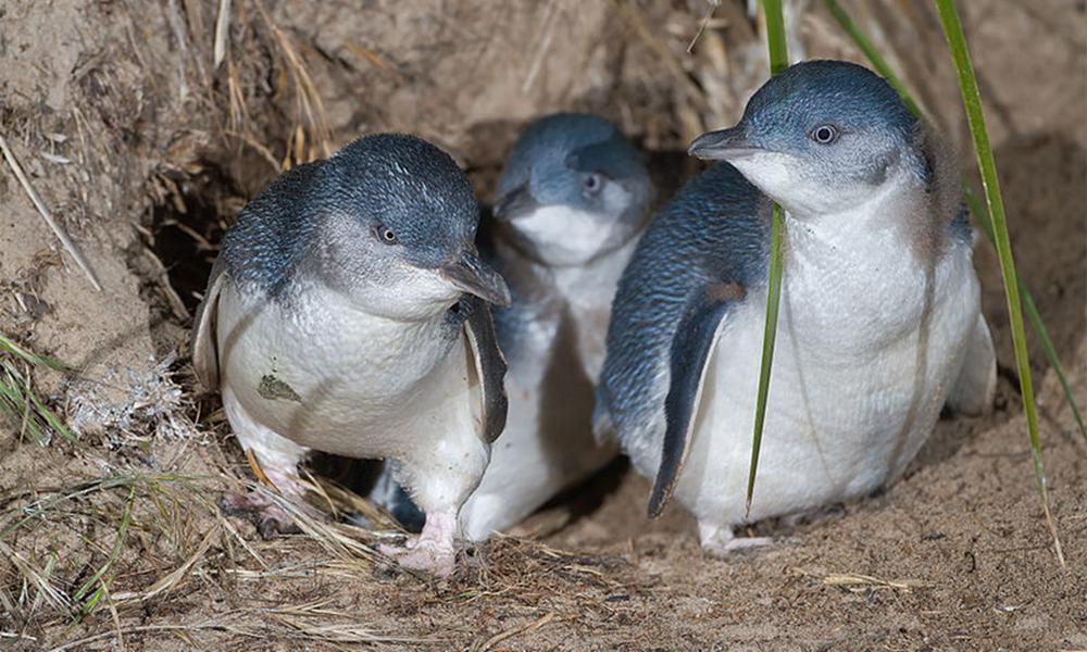 与呆萌新西兰小蓝企鹅有个约会！