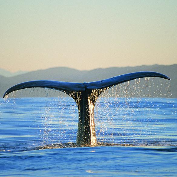 去新西兰与鲸鱼来一次命中注定的邂逅