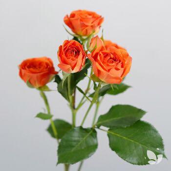 花点时间 自然·单品鲜花 多头玫瑰6枝 周一收花