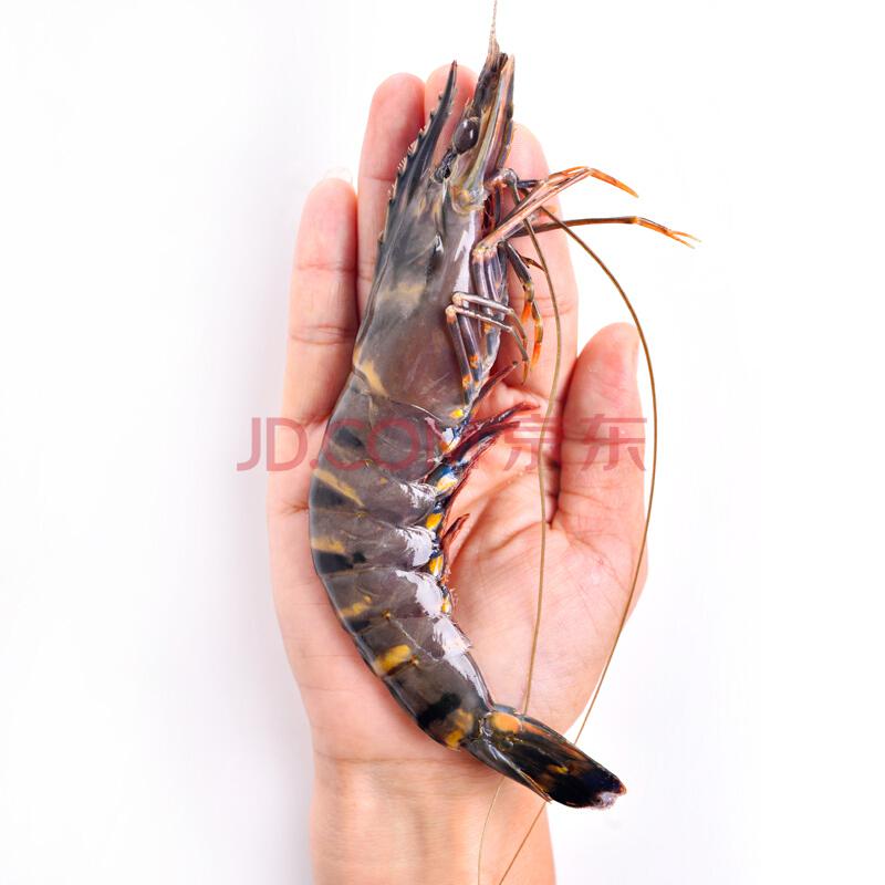 海外直采活冻泰国黑虎虾（大号）850g17-26只/盒原装进口99元